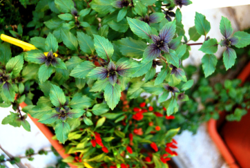 ????????????????????????????????????