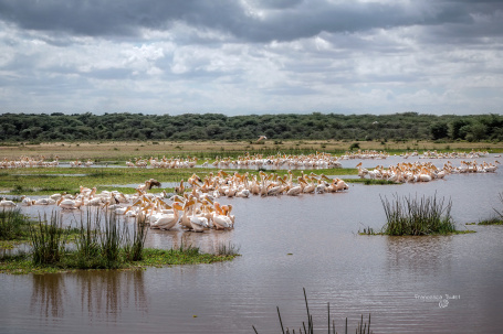Lake Manyara. Tanzania - Manyara National Park