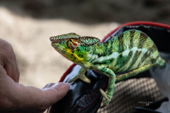 Sguardi. Madagascar, Lokobe Nature Special Reserve Nosy Be